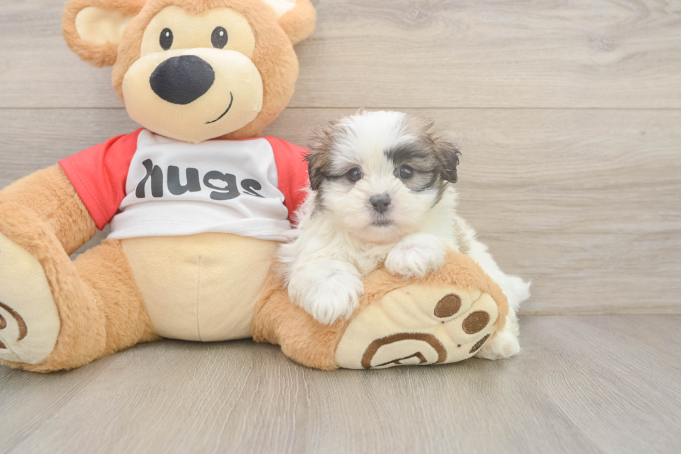 Best Teddy Bear Baby