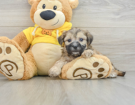 7 week old Teddy Bear Puppy For Sale - Florida Fur Babies