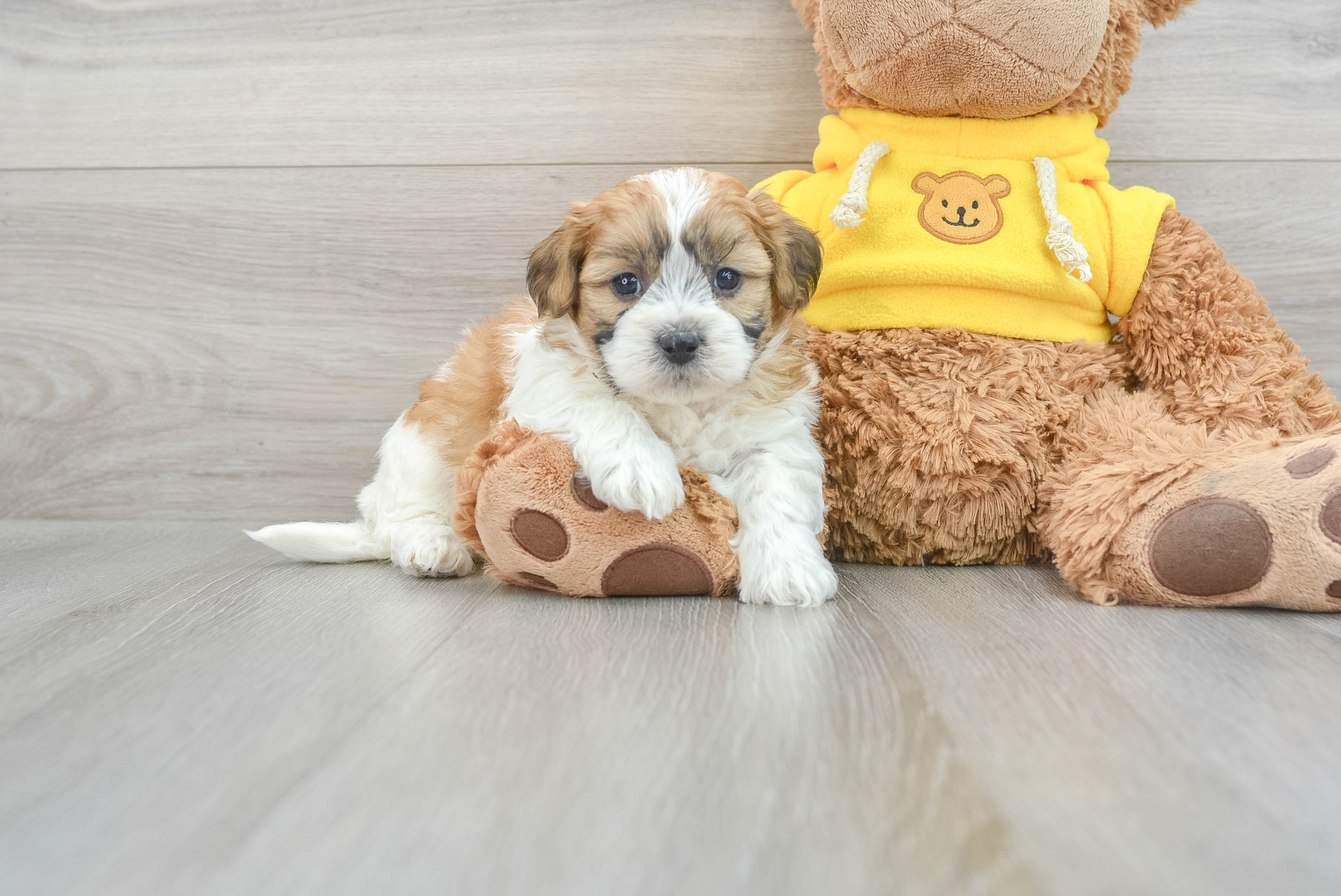 Toy teddy best sale bear puppies