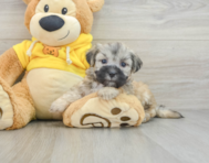 7 week old Teddy Bear Puppy For Sale - Florida Fur Babies