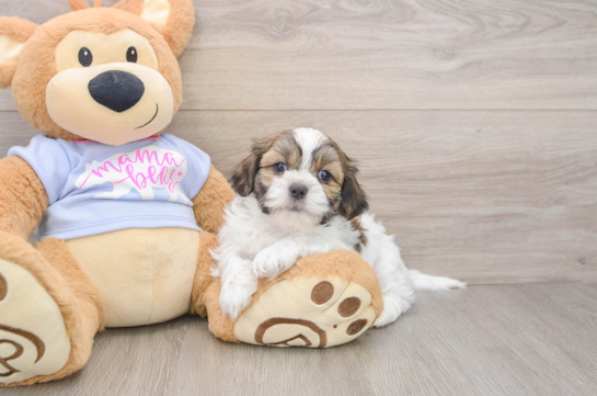 Small Teddy Bear Baby