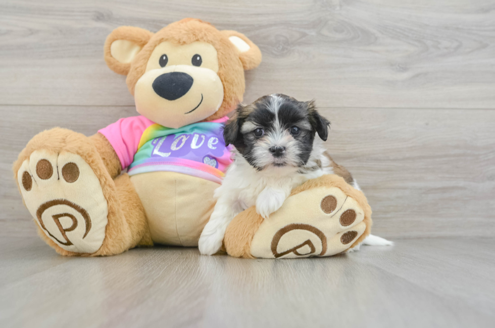 6 week old Teddy Bear Puppy For Sale - Florida Fur Babies