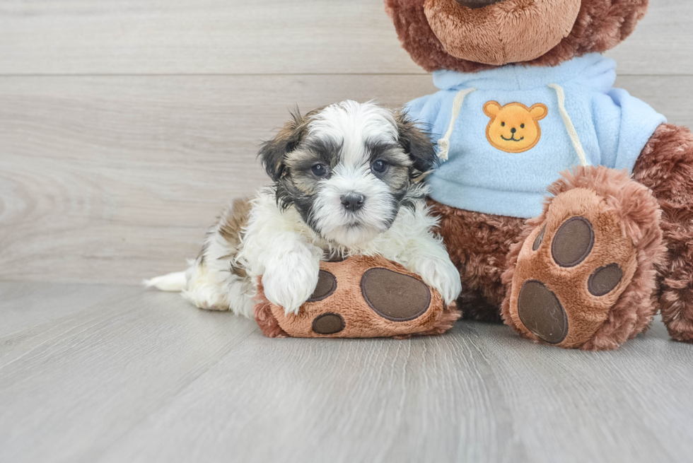 Best Teddy Bear Baby