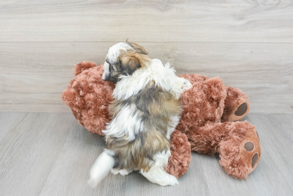 Hypoallergenic Shit Designer Puppy