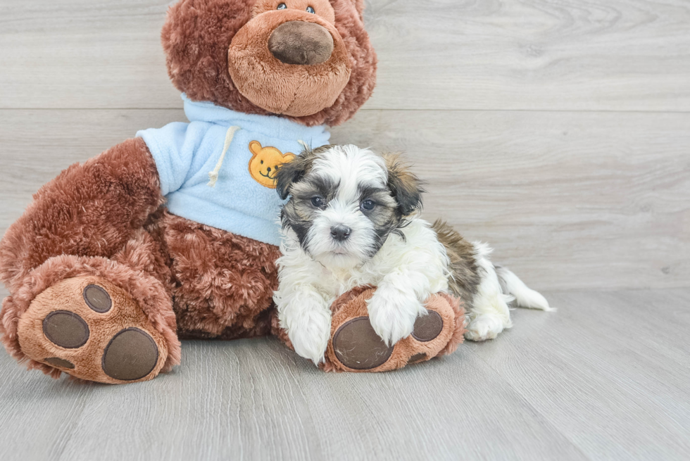 Happy Teddy Bear Baby