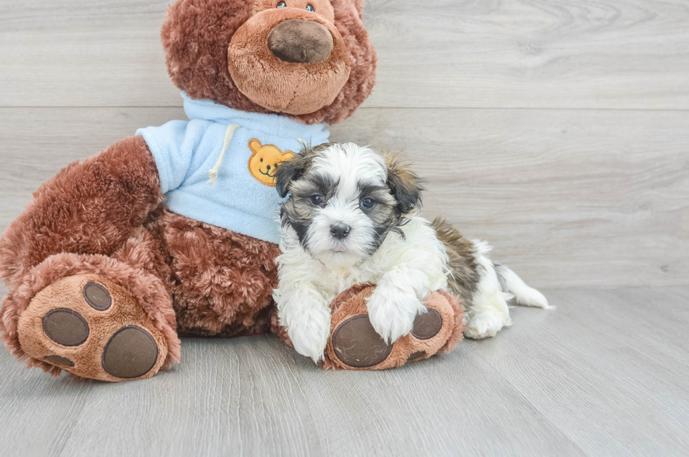 7 week old Teddy Bear Puppy For Sale - Florida Fur Babies