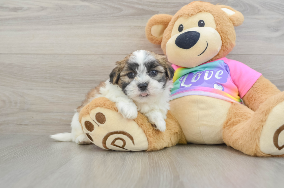 6 week old Teddy Bear Puppy For Sale - Florida Fur Babies