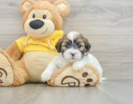 9 week old Teddy Bear Puppy For Sale - Florida Fur Babies