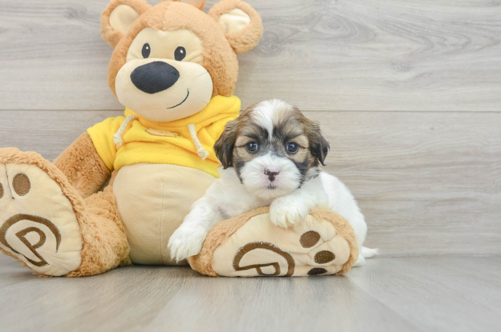 10 week old Teddy Bear Puppy For Sale - Florida Fur Babies