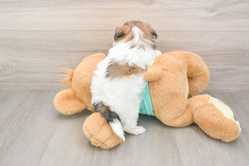 Teddy Bear Puppy for Adoption