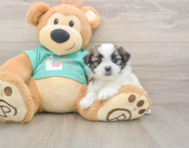 5 week old Teddy Bear Puppy For Sale - Florida Fur Babies