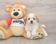 6 week old Teddy Bear Puppy For Sale - Florida Fur Babies