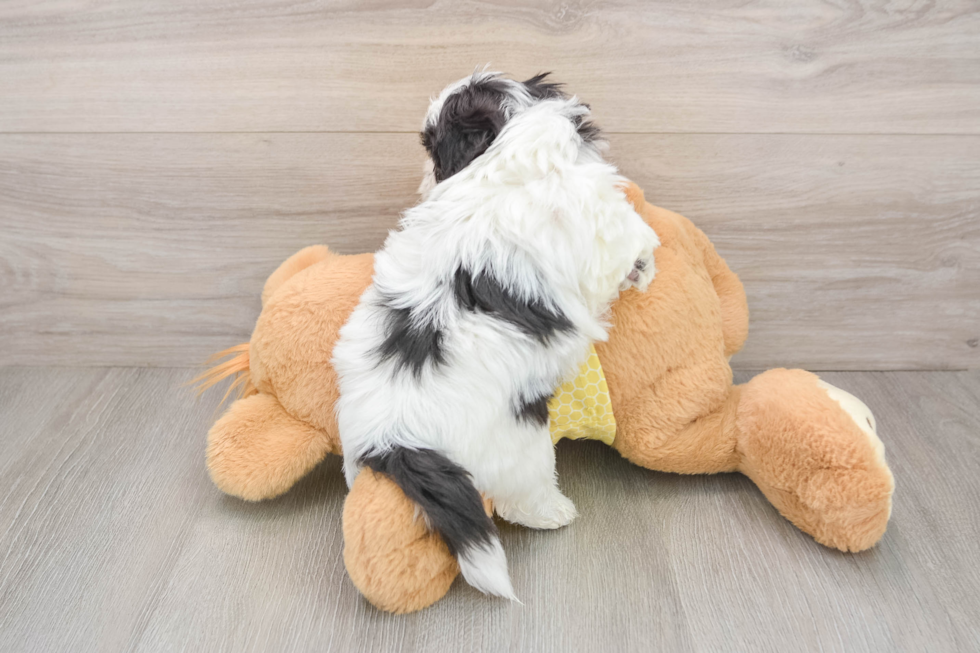 Teddy Bear Pup Being Cute