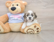 7 week old Teddy Bear Puppy For Sale - Florida Fur Babies