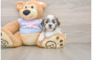 Teddy Bear Pup Being Cute