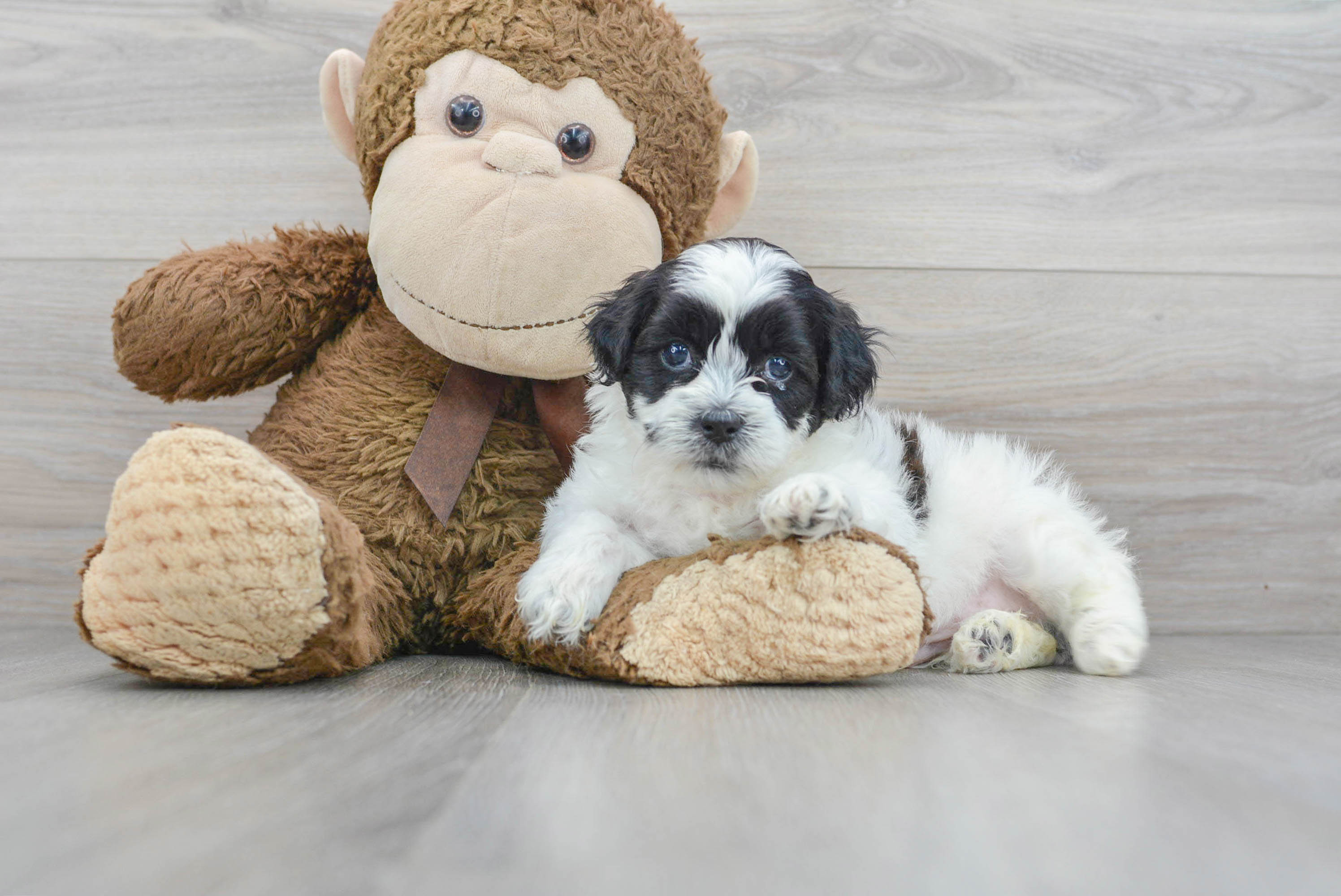 Teddy Bear Puppy for Adoption