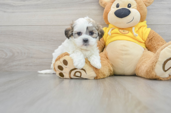 Teddy Bear Pup Being Cute