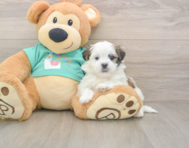 6 week old Teddy Bear Puppy For Sale - Florida Fur Babies