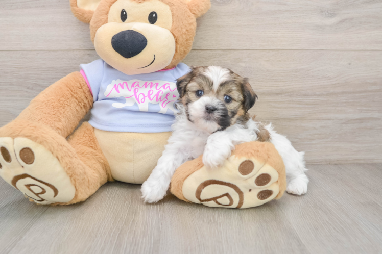 Best Teddy Bear Baby