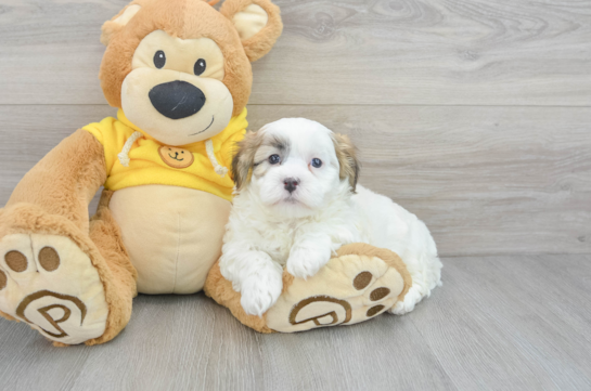 Friendly Teddy Bear Baby