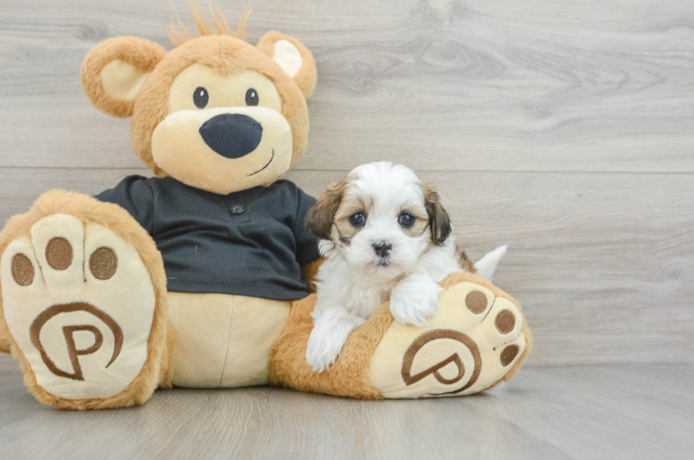 5 week old Teddy Bear Puppy For Sale - Florida Fur Babies