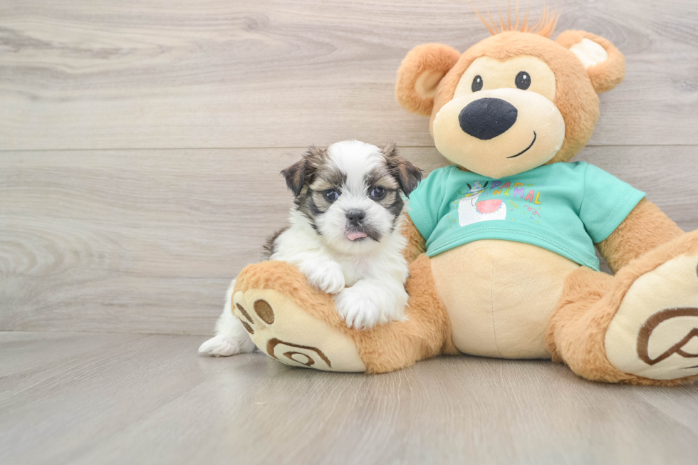 Best Teddy Bear Baby