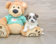 6 week old Teddy Bear Puppy For Sale - Florida Fur Babies