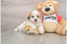 Teddy Bear Puppy for Adoption