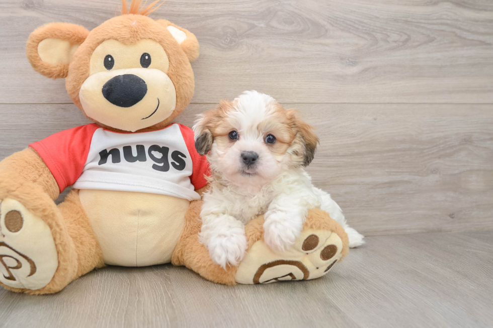 Teddy Bear Pup Being Cute