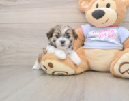 7 week old Teddy Bear Puppy For Sale - Florida Fur Babies