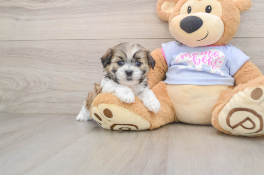 Teddy Bear Pup Being Cute