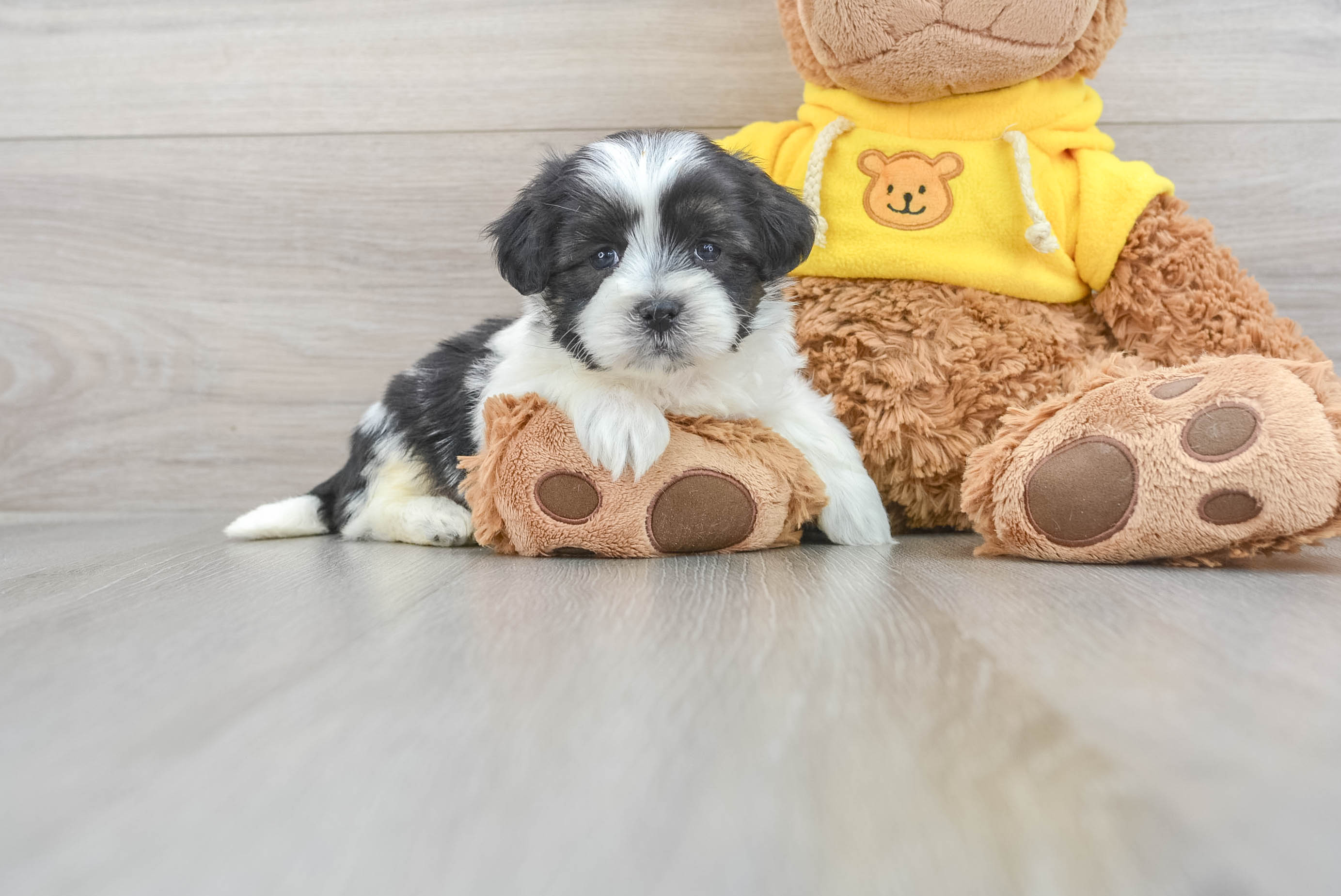 Greenfield puppies teddy bear sale