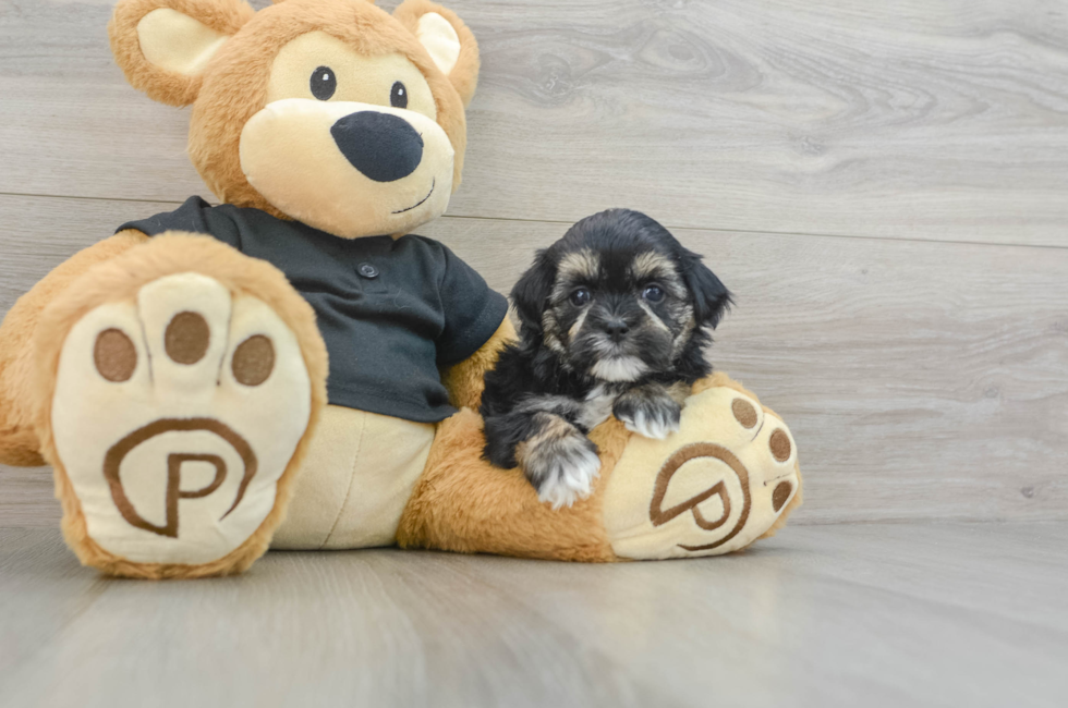 5 week old Teddy Bear Puppy For Sale - Florida Fur Babies