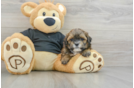 Funny Teddy Bear Designer Pup