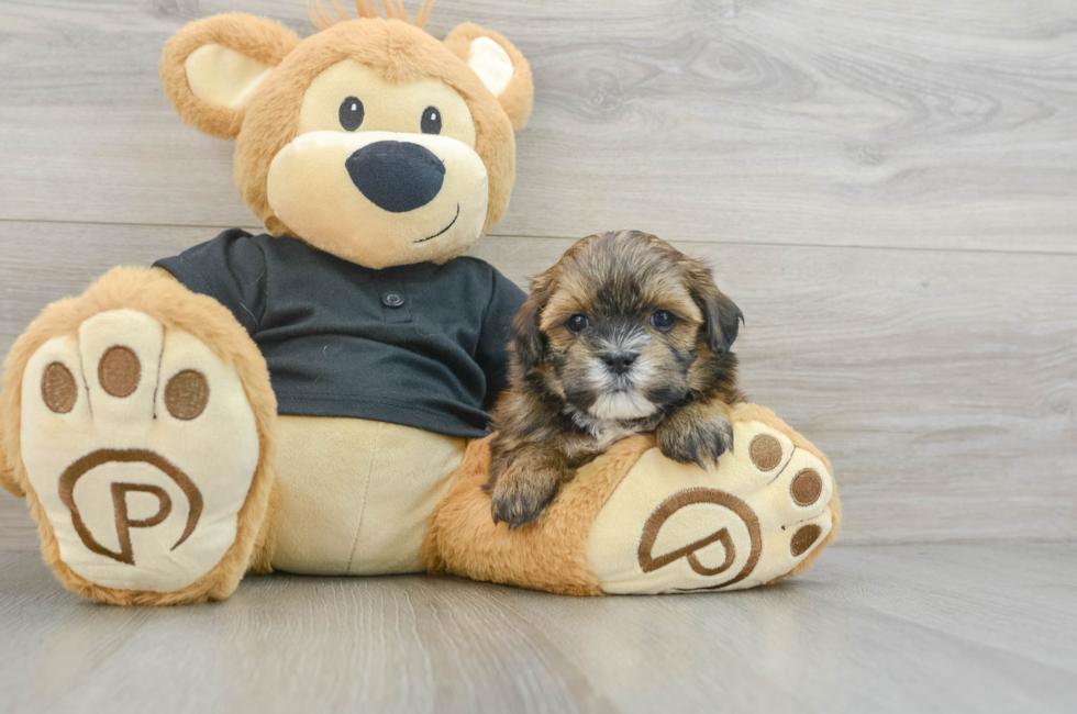 5 week old Teddy Bear Puppy For Sale - Florida Fur Babies