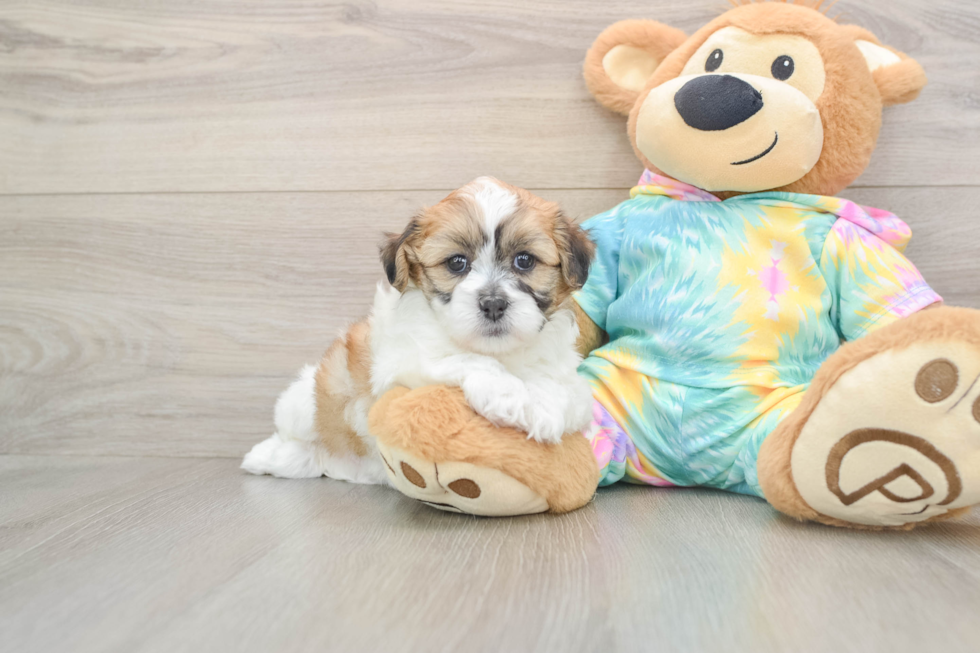 Sweet Teddy Bear Baby