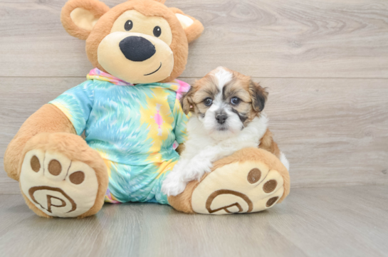 Teddy Bear Pup Being Cute
