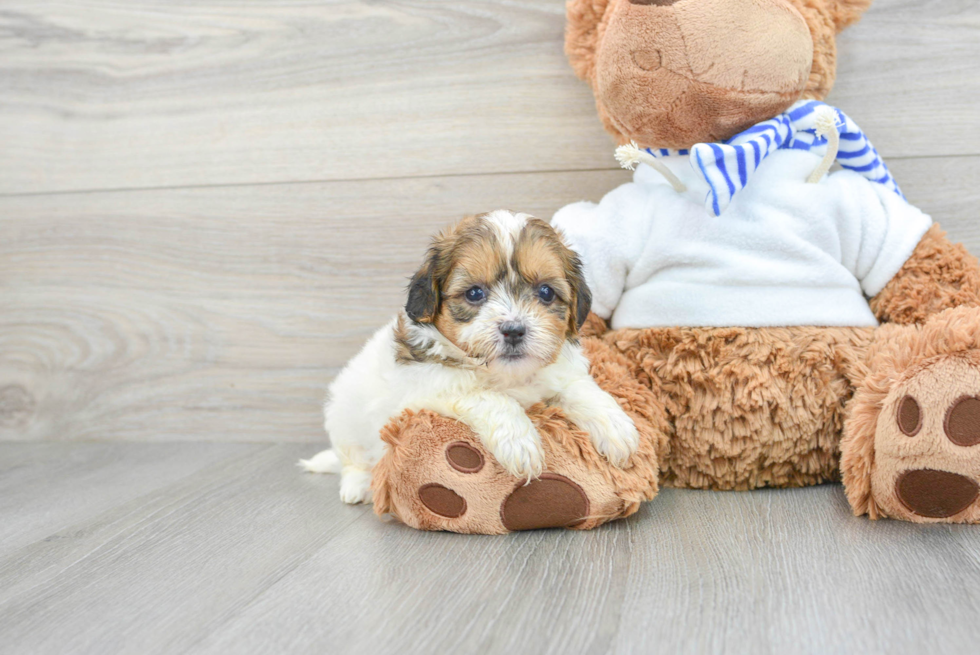Teddy Bear Pup Being Cute
