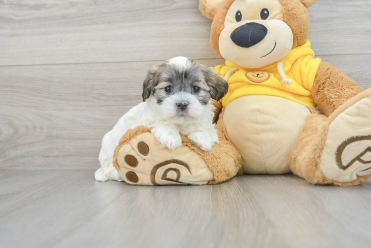 Sweet Teddy Bear Baby