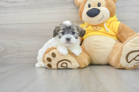 Sweet Teddy Bear Baby
