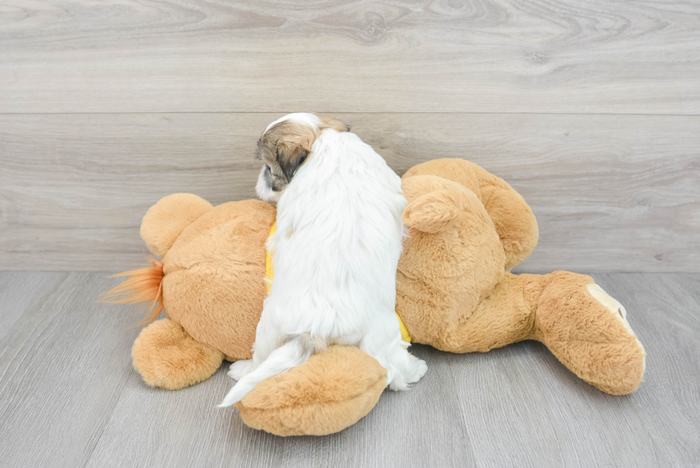 Best Teddy Bear Baby