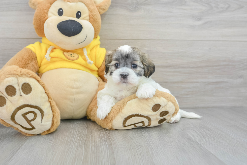 Adorable Shichon Designer Puppy