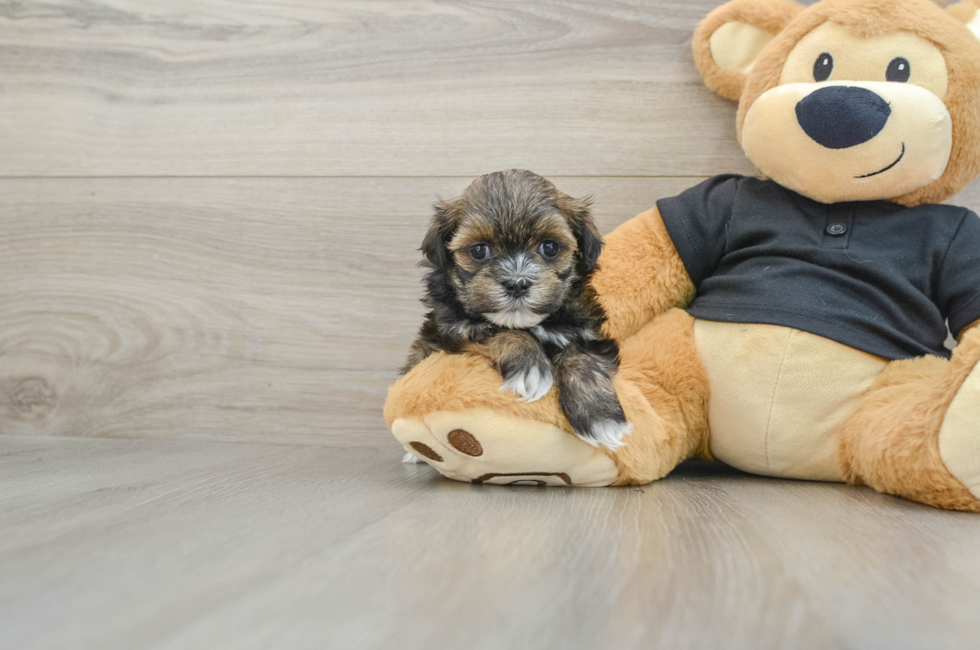 5 week old Teddy Bear Puppy For Sale - Florida Fur Babies