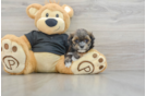 Popular Teddy Bear Designer Pup