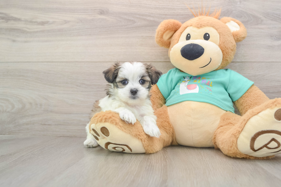 Best Teddy Bear Baby