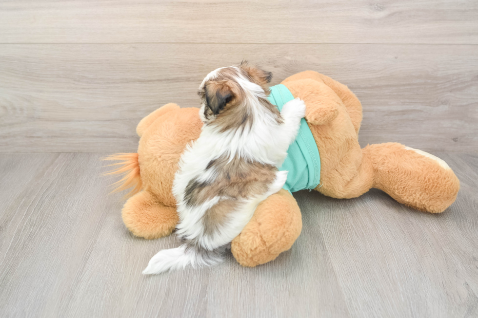 Teddy Bear Puppy for Adoption