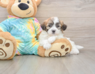 7 week old Teddy Bear Puppy For Sale - Florida Fur Babies