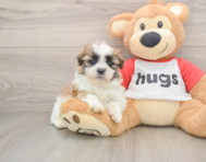 5 week old Teddy Bear Puppy For Sale - Florida Fur Babies