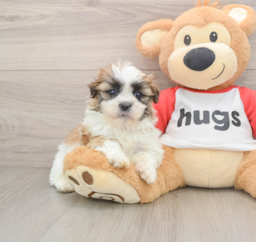 6 week old Teddy Bear Puppy For Sale - Florida Fur Babies