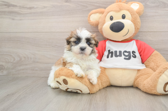 Best Teddy Bear Baby